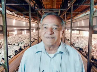 Mushroom Farm Worker Jobs in Canada