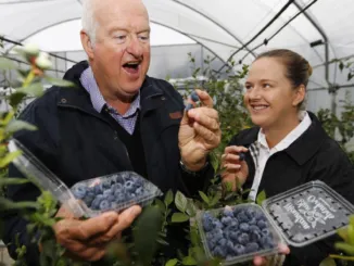 Blueberry Picking Jobs in Canada