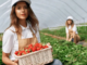 Labourer Fruit Farming Jobs in Canada