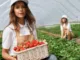 Labourer Fruit Farming Jobs in Canada