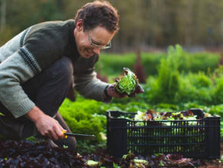 Fruit Farm Worker Jobs in Canada