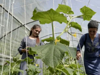 Regional Agriculture Shapes the World Economy