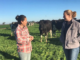 Cow Farm Worker Jobs in Romania