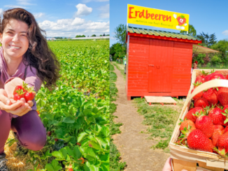 Fruit and Vegetable Picking in Germany  Complete Guide