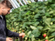 Career Opportunities for Fruit and Vegetable Pickers in Sweden