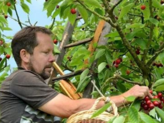 Career Opportunities for Fruit and Vegetable Pickers in France
