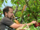 Career Opportunities for Fruit and Vegetable Pickers in France