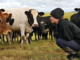 Dairy Farm Employment Opportunities in New Zealand