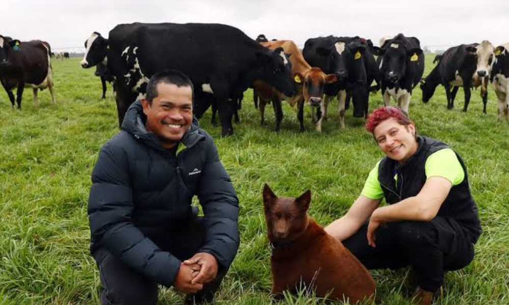 Dairy Cattle Farmer Immigration to Australia PR Visa