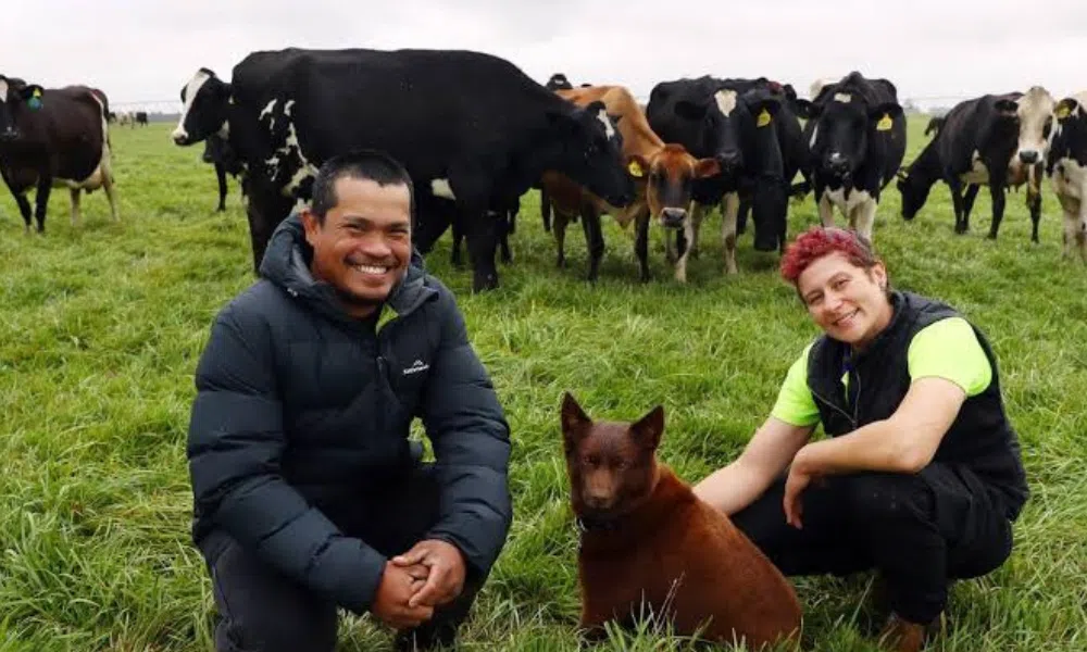 Dairy Cattle Farmer Immigration to Australia PR Visa