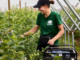 Fruit Picking Agricultural Jobs in Australia 2026