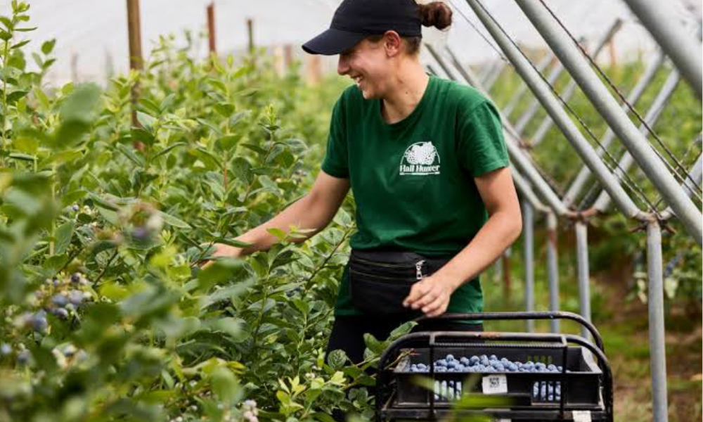 Fruit Picking Agricultural Jobs in Australia 2026
